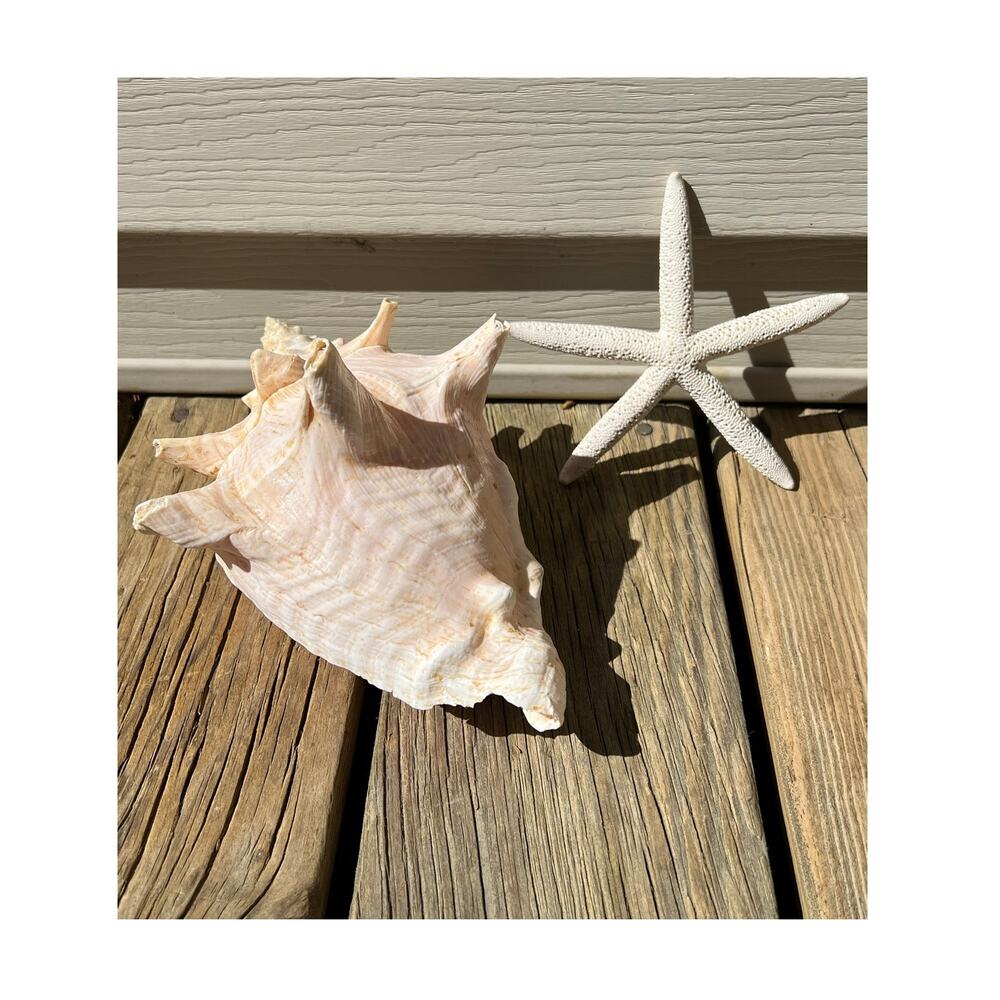 Queen Conch Shell Starfish Lot Pink Beige Cream Beachy Coastal Cottage Large